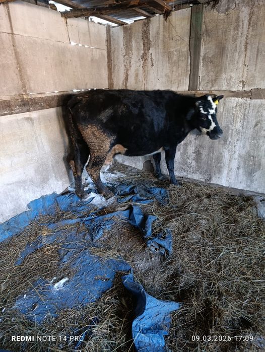 Продам две коровы