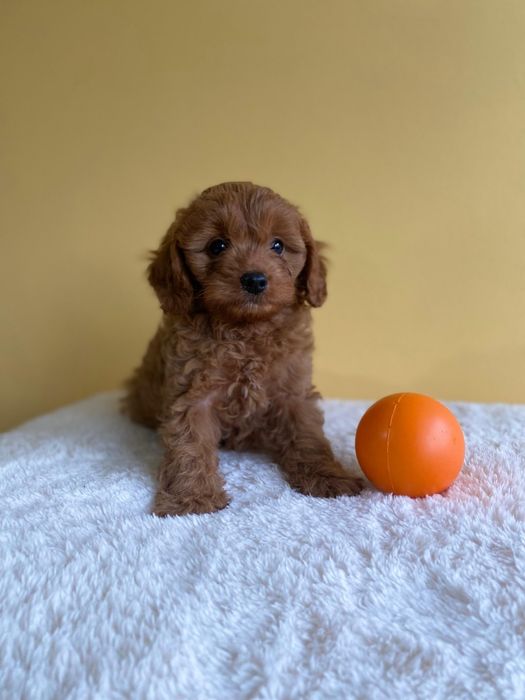 Кавапу - пудел / kavapoo - poodle