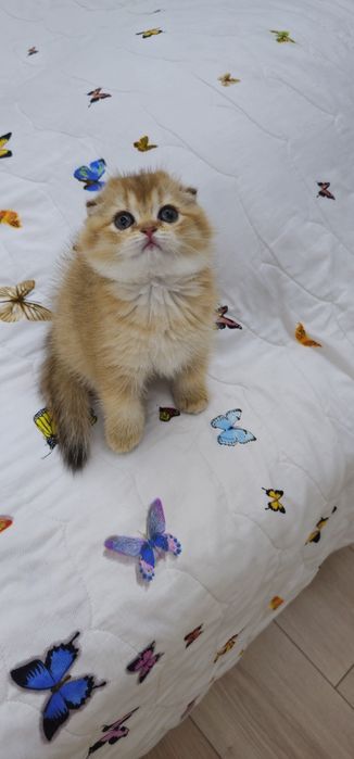 Золотистая шиншилла