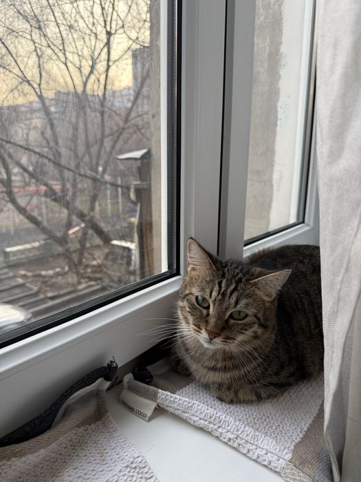 Отдам кошек в добрые руки