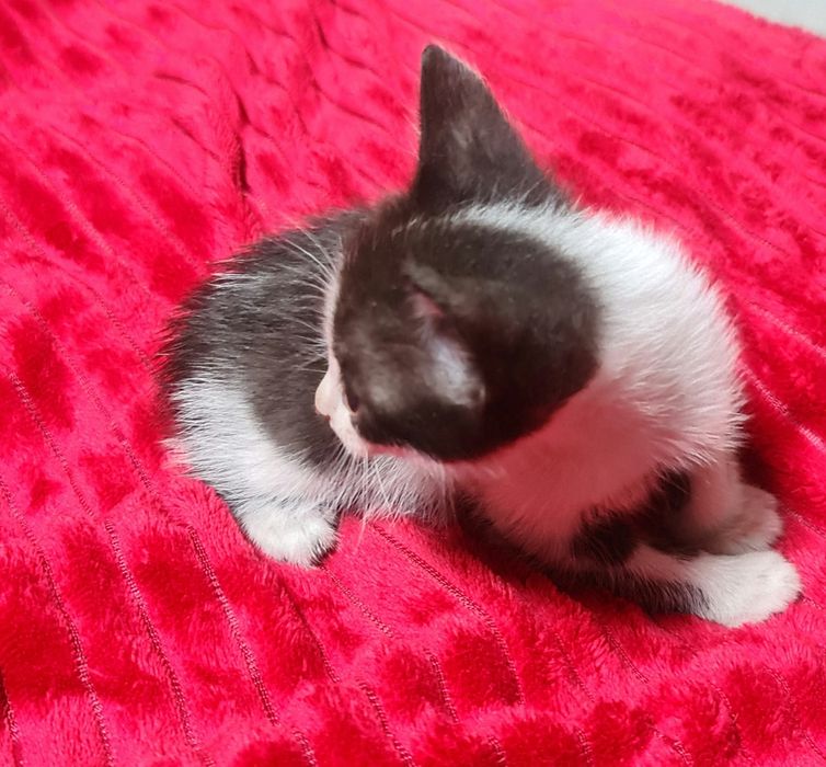 Отдам котят 2 месяца