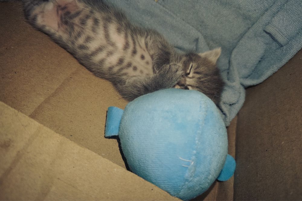 Котенок (мальчик)