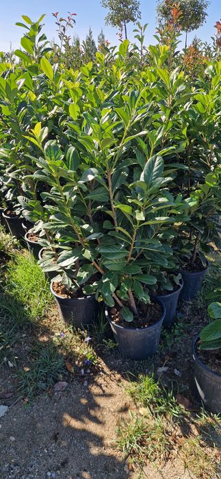 Prunus laucerasus- Photinia Red Robin