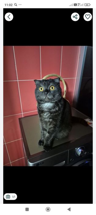 Котята  британцы