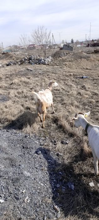 Продается Козлик