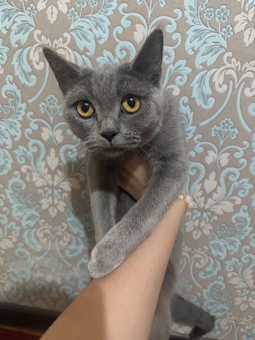 Скотш страйт девочка