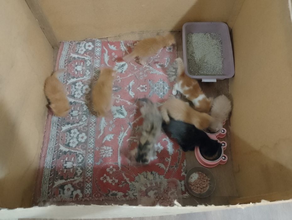 Отдам котят бесплатно