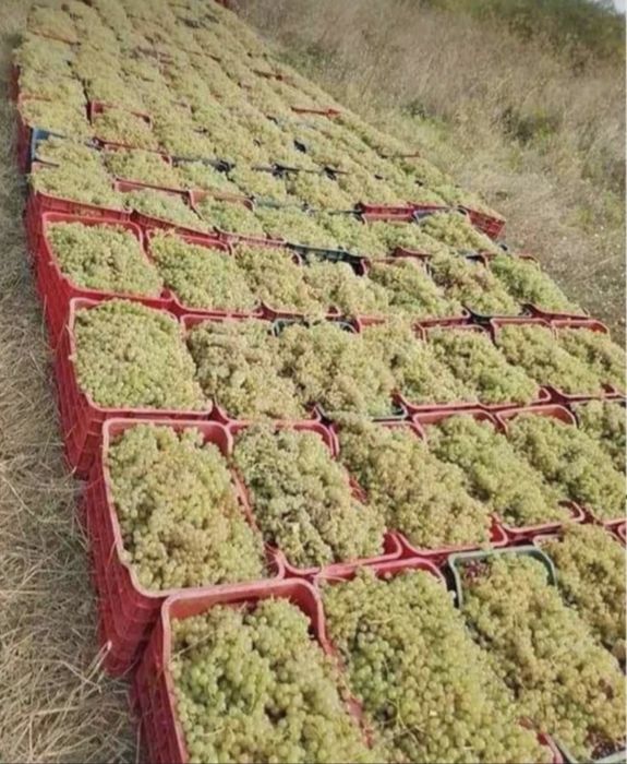 Struguri de vin