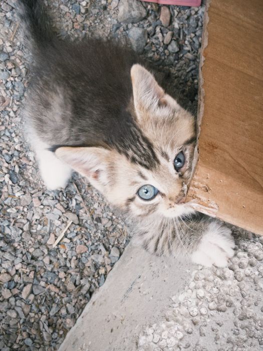 Котята, 1,5 месяца