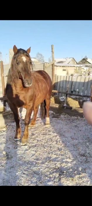 Продаётся жеребец