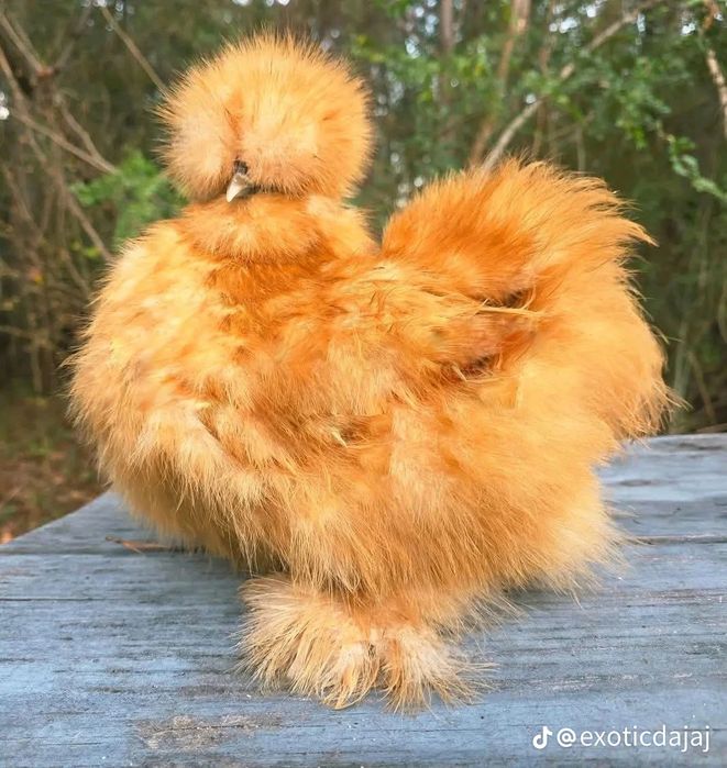 Сотилади куен парт шолк тухумлари. / 30000, / манзил шахрихон