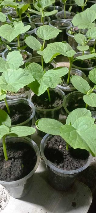 Продам рассаду овощей и цветов