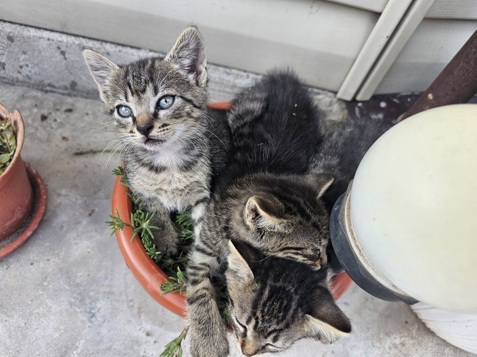 Dau 5 pui de pisica spre adoptie, 2 baieti si 3 fefe