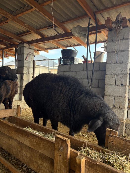 3 бас семіз қошқаарлар 1 еуи 230000