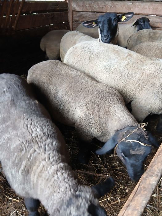 Berbecuti suffolk  de vânzare