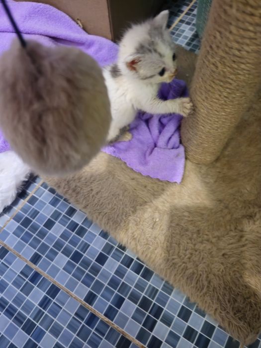 Отдам котят в добрые руки.