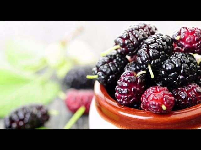 Шотут сиркаси бор