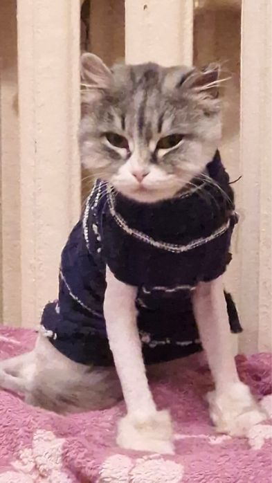 Кошечка в добрые руки