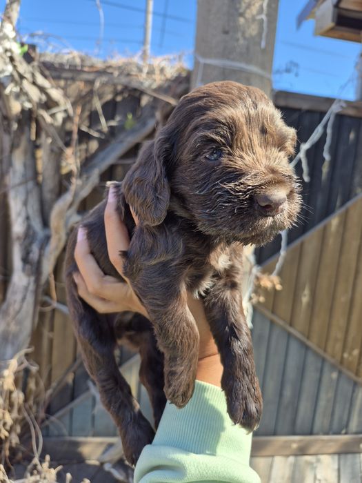 Щенки спаниели мальчик и девочка