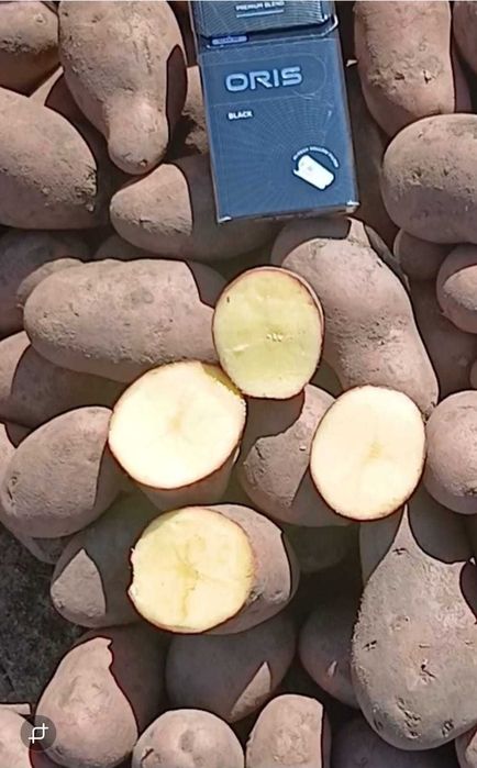 Семенной КАРТОФЕЛЬ. Железинка