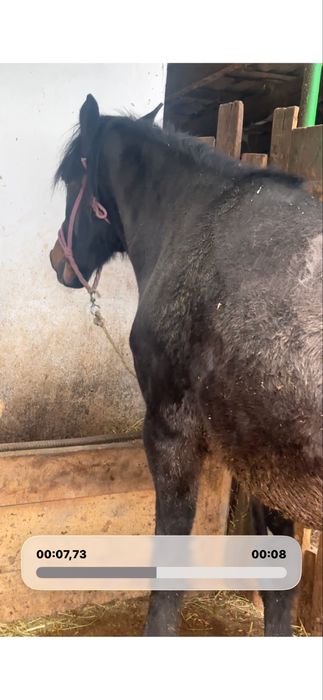 Семіз бие жирная кобыла