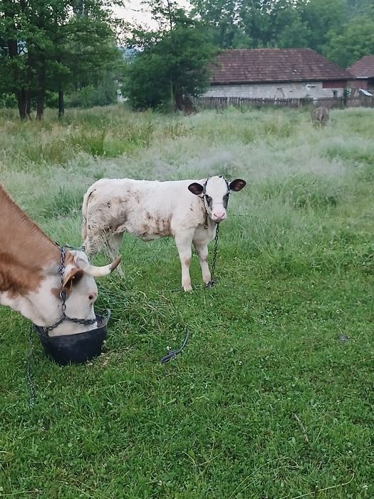 Vind vacă de 7 ani fatată de6 săptămàni