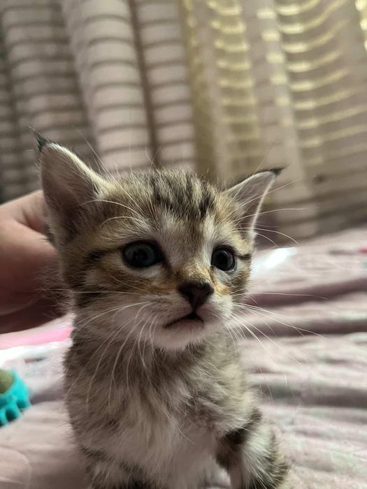 Тигровый комочек