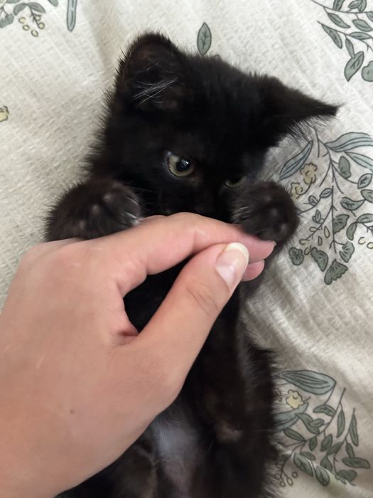 Миленький котенок