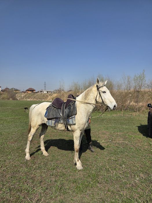 Продаю мерина 10 лет