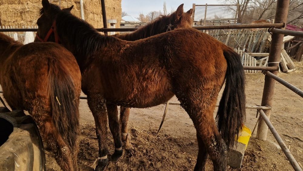 Ірі ұрғашы тайлар