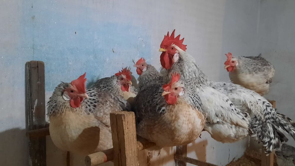 Боровскский цыплата