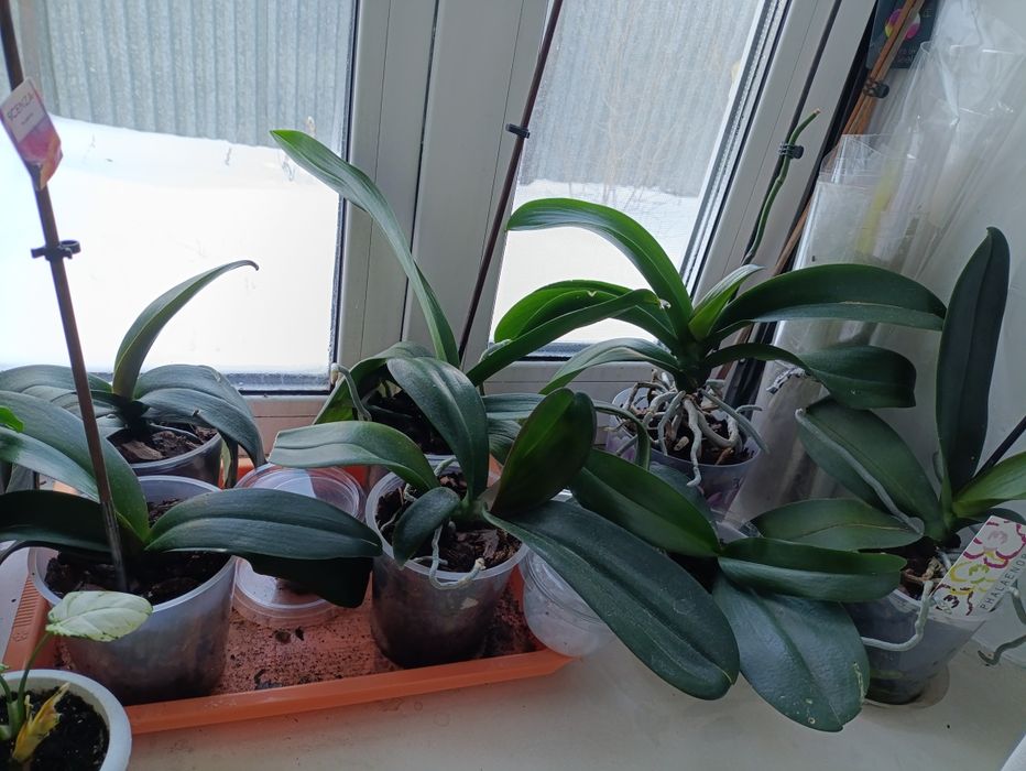 Цветы орхидеи много