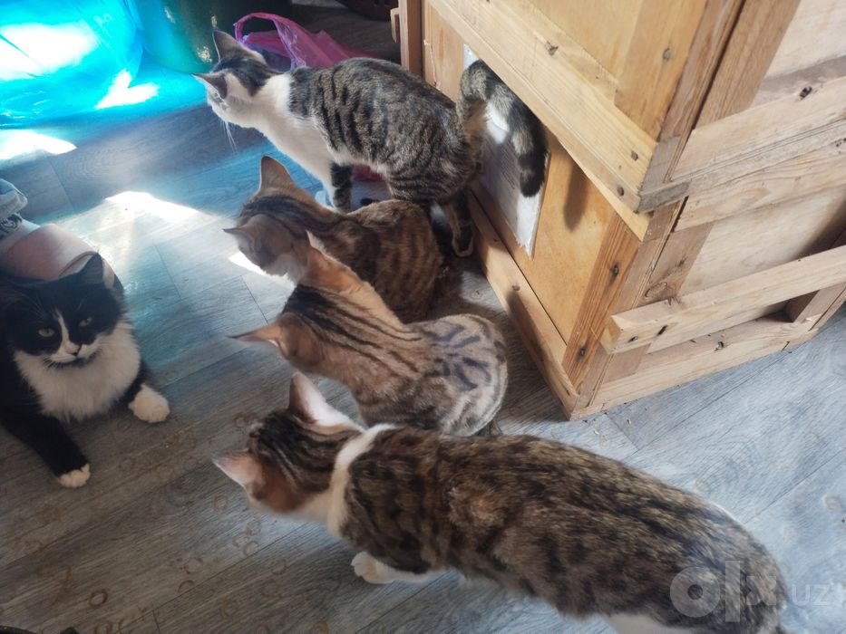 Кошки котята девочки мальчики