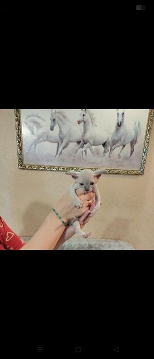 Котята породы сфинкс