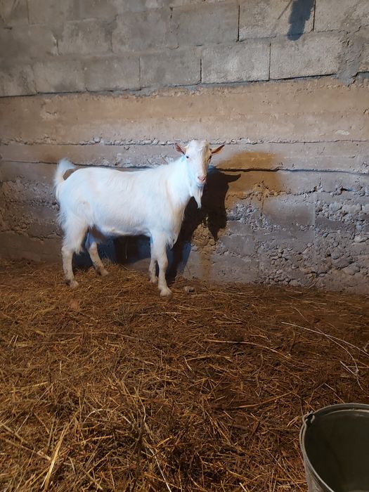 Козел,козы,козлики