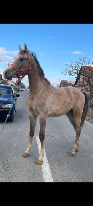 Vând armăsar pur sange arab