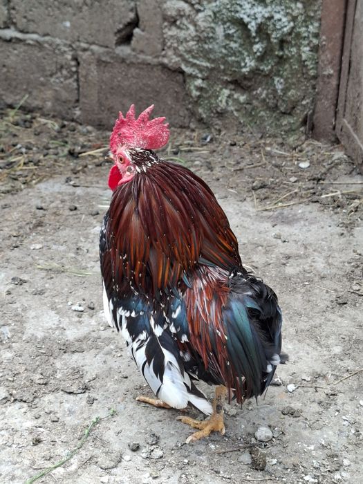 Vând cocoși pitici