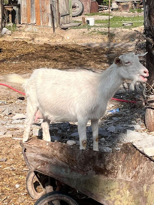 Ол ақырын трусисын шешті