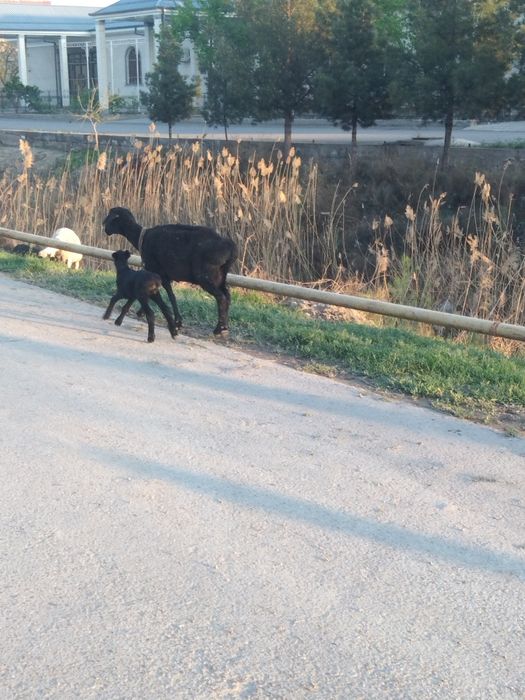 Ona bola sotiladi