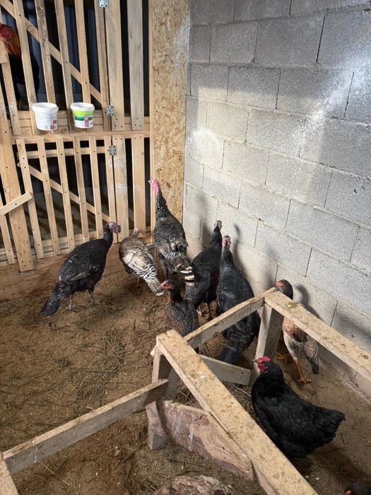 Индюк домашний продам