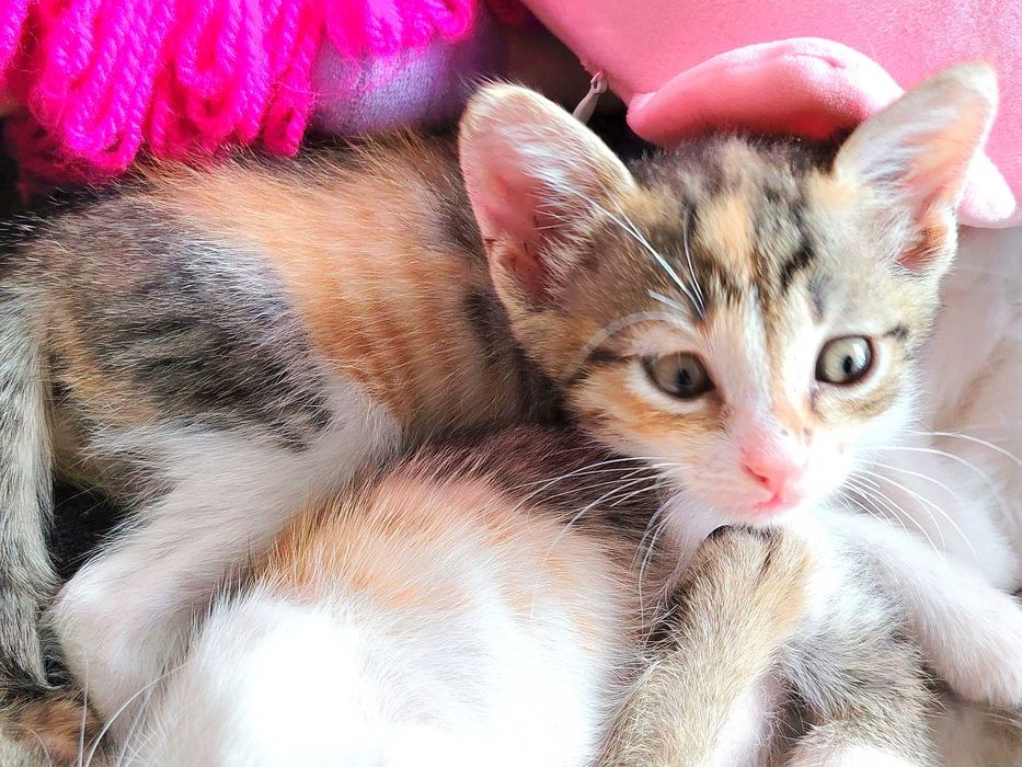 ПОДАРЯВАМ 5 женски котенца