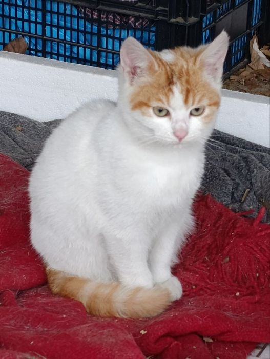 подаряват се котенца