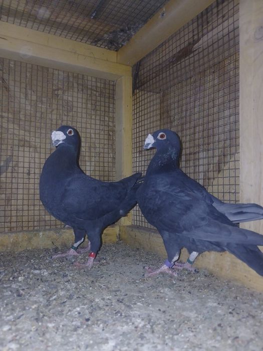 De vânzare, italieni stil vechi, ambii 2025