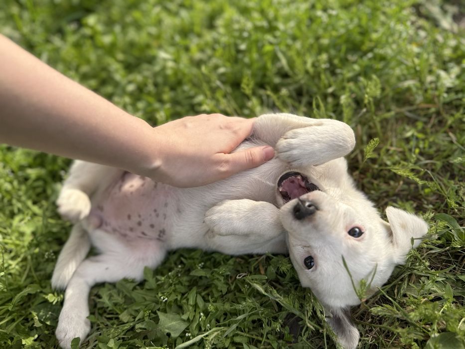 Щенки, дворняжки