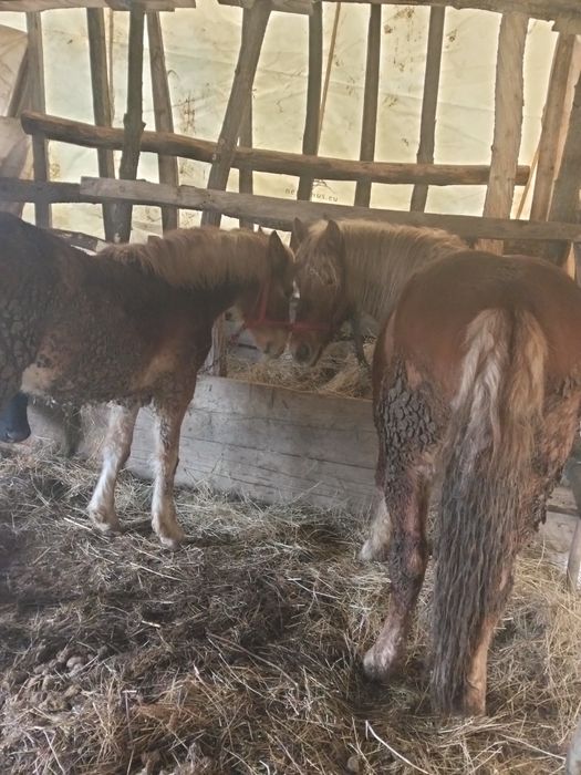 Vând doua iepe semi grele mamă cu fiică