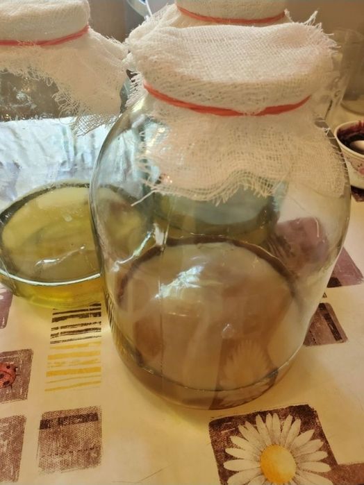 Чайный гриб, комбуча