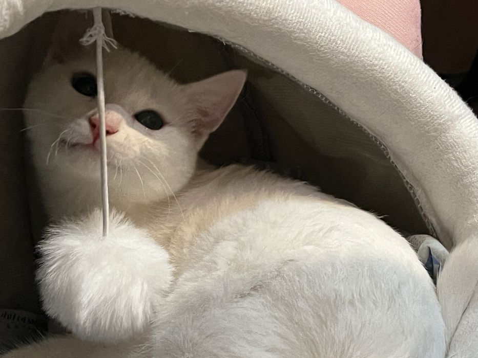 Отдам котенка в добрые руки