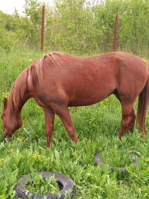 De vînzare iapa pursinge arab