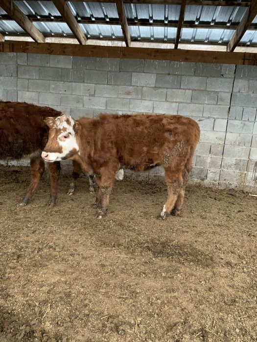 Ұрғашы бұзаулар сатылады