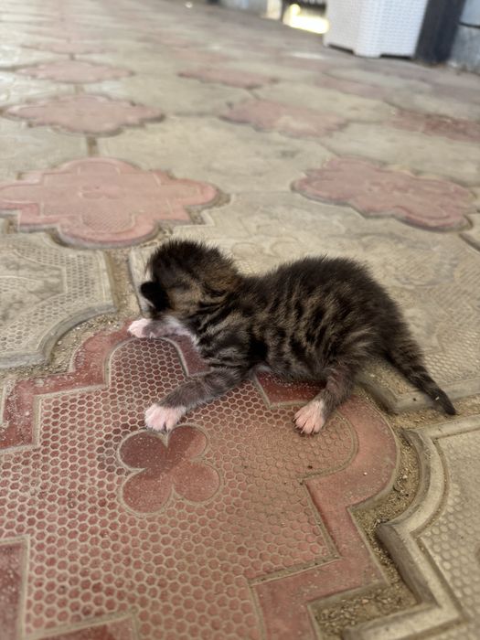 Курильский бобтейл кошка